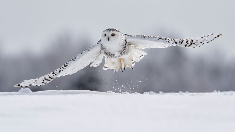 La Suède déclare l'extinction du harfang des neiges, un oiseau rapace
