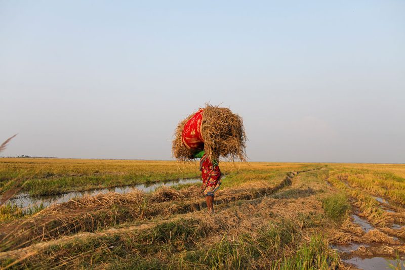 Un compromis sur les importations de riz débloque les négociations entre le Parlement et le Conseil sur les préférences commerciales de l’UE