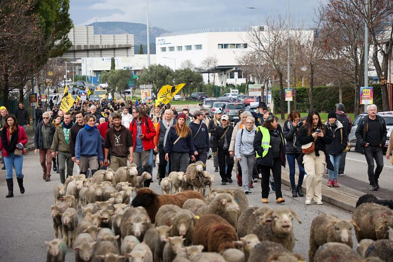 Les agriculteurs français et espagnols dénoncent la mauvaise gestion des épidémies animales