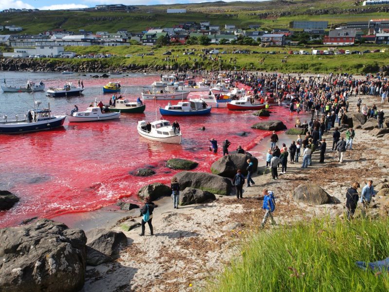 Les eurodéputés exigent que Bruxelles intervienne dans le massacre des cétacés aux îles Féroé