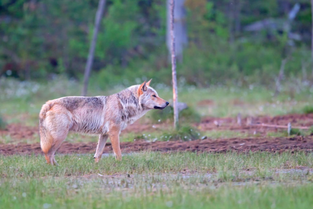 La chasse au loup commence en Finlande, soulevant des questions juridiques