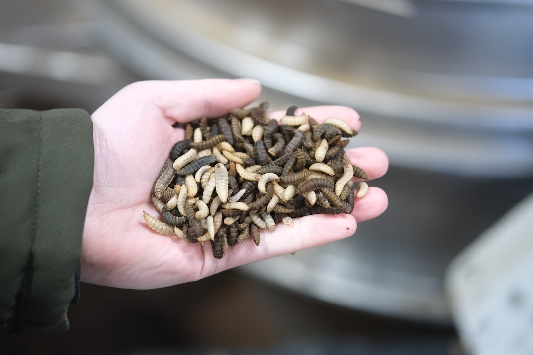 L’industrie des insectes en quête d’un soutien public pour enrayer son déclin