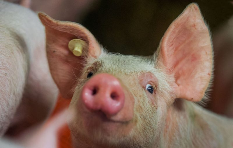 Danemark : la guerre, Trump et… les cochons secouent les élections