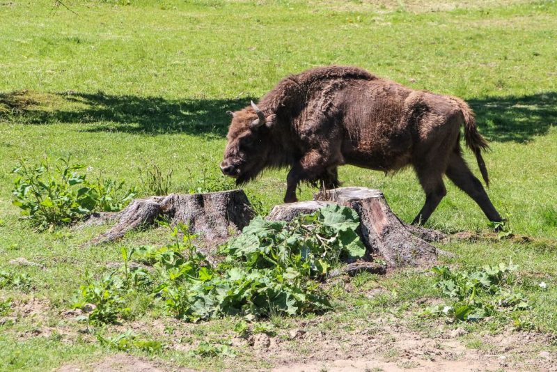 Un train tue trois bisons rares dans l’est de la Pologne