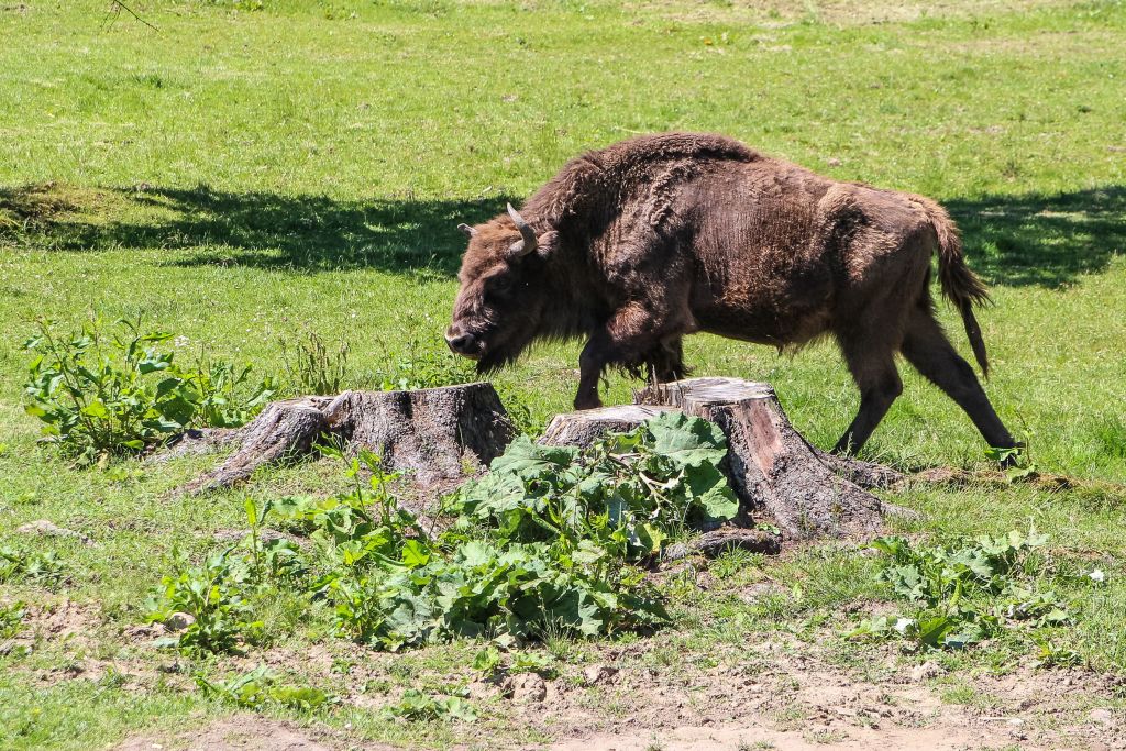Un train tue trois bisons rares dans l’est de la Pologne