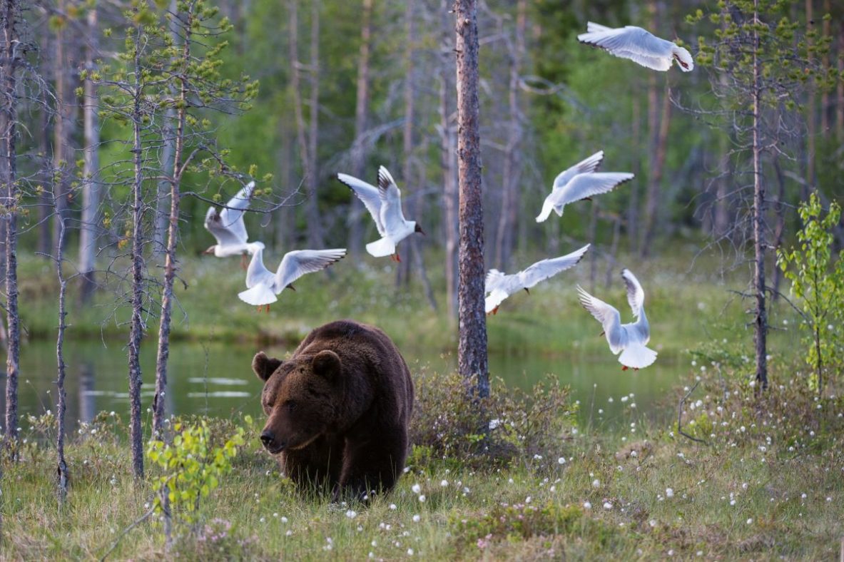 La Roumanie et la Slovaquie sollicitent le feu vert de l'UE pour un abattage massif d'ours