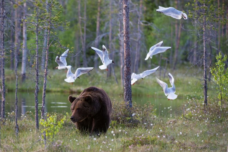 La Roumanie et la Slovaquie sollicitent le feu vert de l'UE pour un abattage massif d'ours