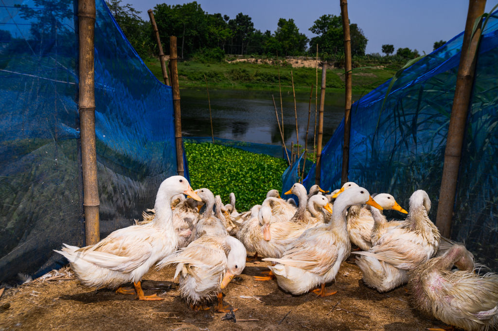 L&rsquo;UE ouvre une enquête antidumping sur le canard de Pékin chinois