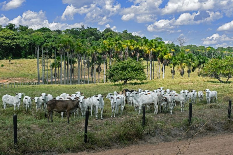L'UE adopte la liste définitive des produits concernés par la réglementation sur la déforestation