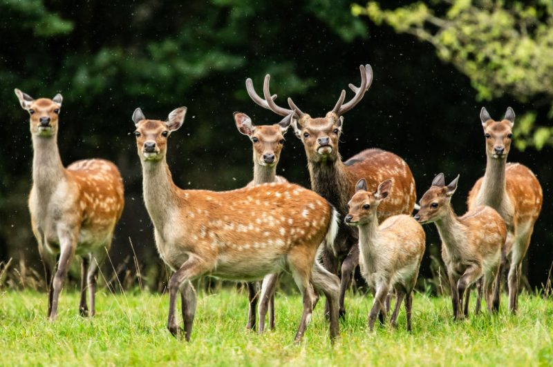 L'Autriche fait pression pour maintenir l'élevage de cerfs envahissants