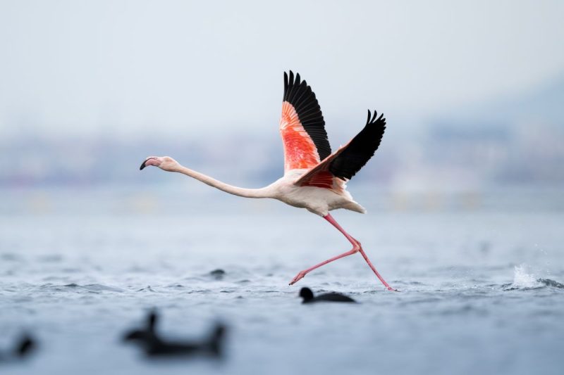 Pourquoi les Verts misent sur un oiseau rose… venu d'Albanie