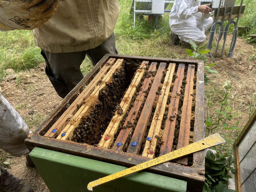 Moins de ruches sur les toits : la solution pour aider les abeilles et les pollinisateurs ?