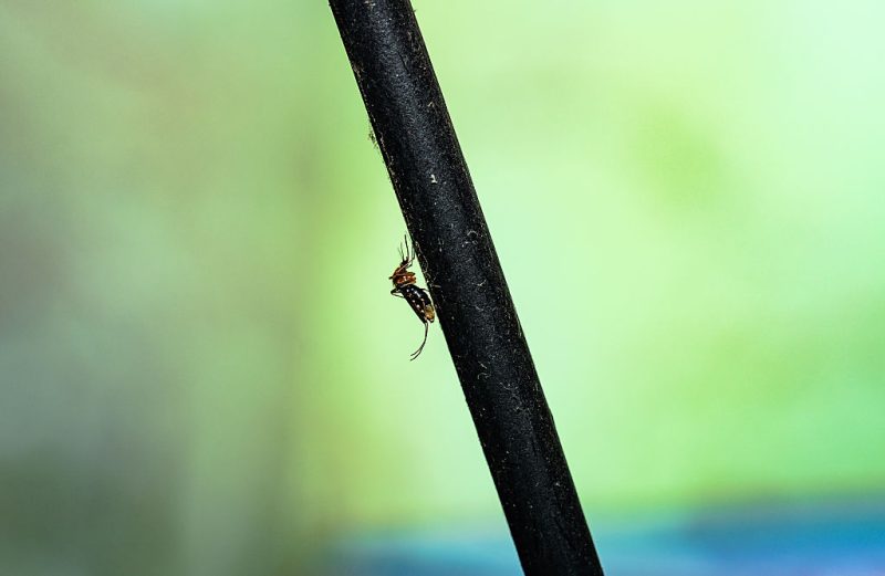 Virus du Nil occidental : l’ECDC appelle à la vigilance