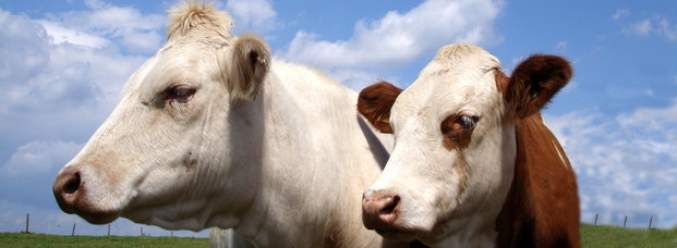 Kommission bleibt bei Milchquotenerhöhung