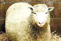 Kommission wird Importe von geklonten Lebensmitteln erlauben