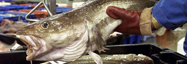 EU und Norwegen einigen sich auf Fisch-Quoten