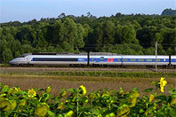 TGV_sunflowers.jpg