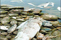 Tuojiang_pollution_accident.jpg