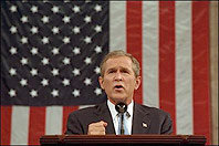 bush2.jpg