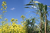 Industrie fordert klare Prioritäten für alternative Kraftstoffe