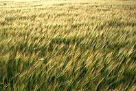 corn_field_isp_Rasmus_Lystrup.jpg