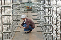 cotton_factory.jpg