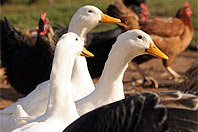 Vogelgrippe: EU genehmigt ersten Impfstoff für Menschen