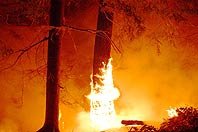 forest_fire.jpg
