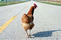 hen_on_road_isp_Mary_Gascho.jpg