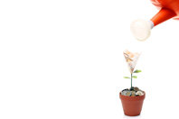 plant_euro.jpg