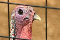 turkey_pic_Alisa_Nicholson.jpg