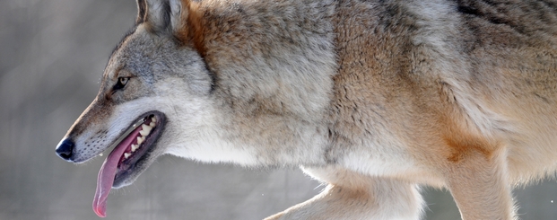 Sachsen darf für Wolfsschäden entschädigen