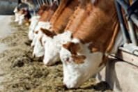 EU-Experten stimmen Spuren von GMO in Futterimporten zu