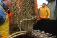 Brüssel will nachhaltige Fischereiquoten bis 2011