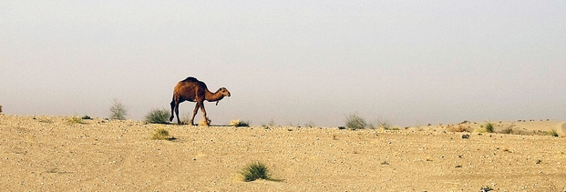 Führ: Desertec ist keine Utopie