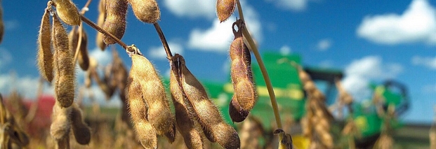 EU genehmigt drei Sorten Gen-Soja von Monsanto und Bayer