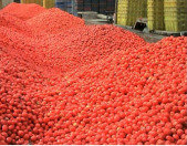 Tomatenimporte aus China: Italienische Erzeuger bangen um EU-Lebensmittelqualität