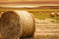 Spekulanten: G20 zu uneins für starke  Einschränkung