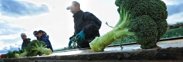 Neue Regeln für ausländische Saisonarbeiter