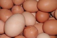 Dioxin-Kontamination: Deutschland untersucht kriminellen Ursprung