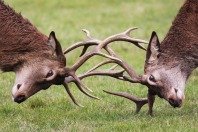 horns.jpg