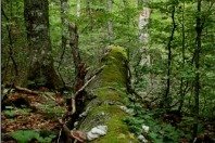 Europaweite Gespräche über Wälder streben Abkommen für 2013 an