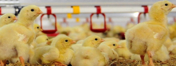 NRW-Landwirtschaftsminister fordert einheitliche Standards für Tierhaltung