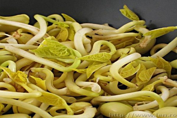 E.coli-Todesfälle: Deutsche Behörden geben „Pech“ die Schuld