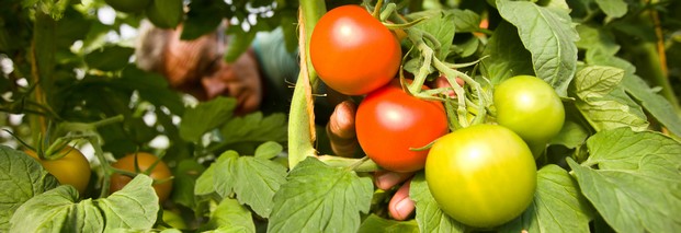 EHEC: EU-Hilfen für Landwirte aufgestockt