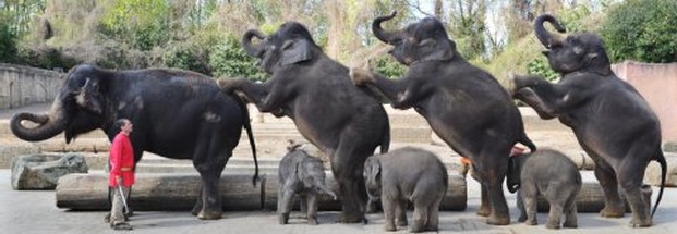 "Big Four"-Safari: Frei zum Abschuss