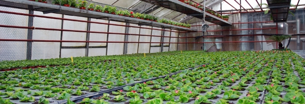 Urban Farming in der Stadt von morgen