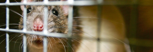 Tumore, Nierenschäden, Leberschäden: Genmais kann laut einer französischen Studie Ratten krank machen und ist somit auch für Menschen gefährlich. Foto: dpa