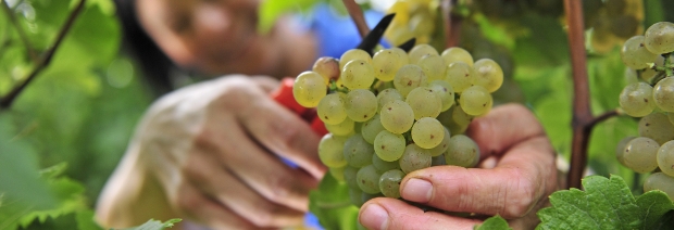 EuGH: Wein darf nicht als "bekömmlich" vermarktet werden
