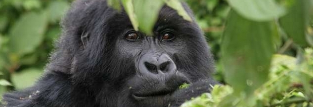 Ölbohrungen bedrohen Nationalpark im Kongo